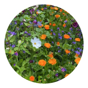 Sachets de graines de fleurs coupées 4 grammes 4