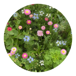 Sachets de graines de fleurs séchées 4 grammes 5