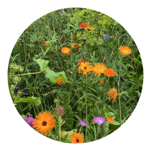 Sachets de graines de fleurs sauvages 4 grammes 5