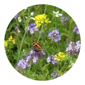 Sachets de graines de fleurs d'abeilles et de papillons 4 grammes 4