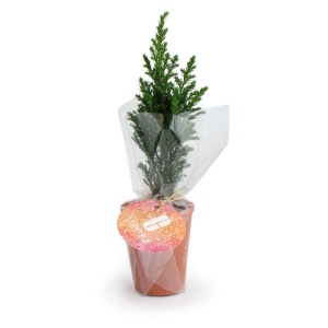 Mini Sapin pot terre cuite Ø7 cm 2
