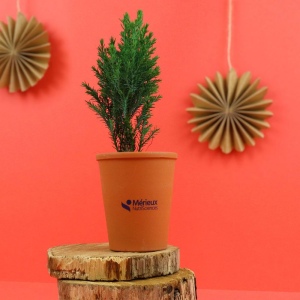 Mini Sapin pot terre cuite Ø7 cm