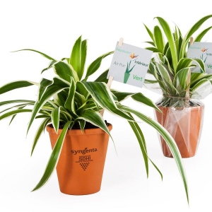 Plante saine en pot terre - chlorophytum