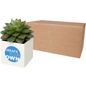 Pot en aluminium avec plante grasse Hey Pots 3