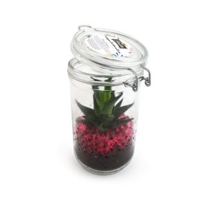 Plante grand bocal 3
