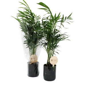 Plante bouteille recyclée 2