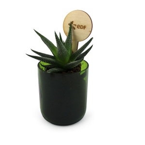 Plante bouteille recyclée 3