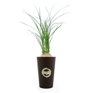 Plante grand gob'lin 2