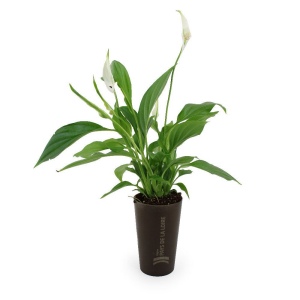 Plante grand gob'lin 3