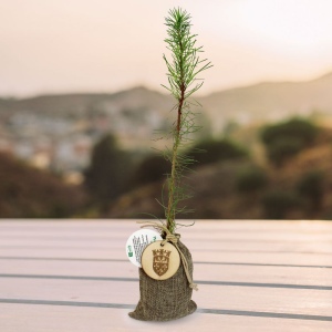 Plant d'arbre en pochon - Résineux