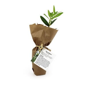 Mini plant d'arbre pot fibre de bois 2