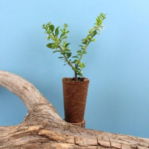 Mini plant d'arbre pot fibre de bois