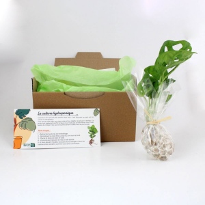 Plante vase socle lumineux 2