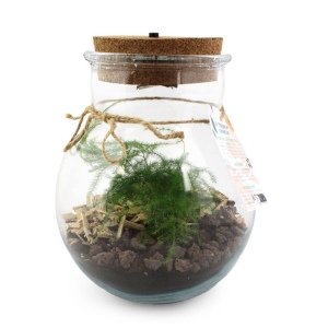 Terrarium lumineux 2