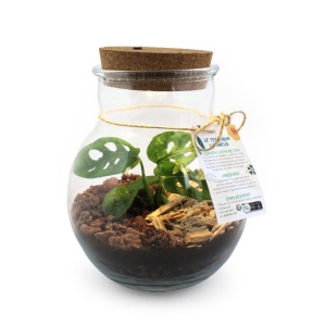 Terrarium lumineux 3
