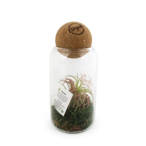 Terrarium boule liège Tillandsia 2