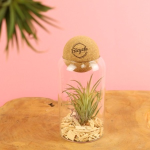 Terrarium boule liège Tillandsia 3