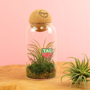 Terrarium boule liège Tillandsia