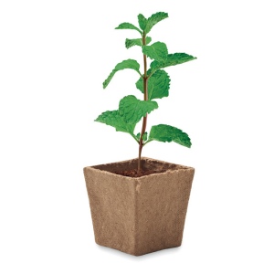 Kit de graines de menthe - MINT KIT 4