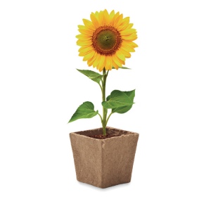 Kit de tournesol - SUNFLOWER KIT 4