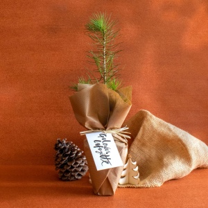 Arbre pot fibre de bois résineux