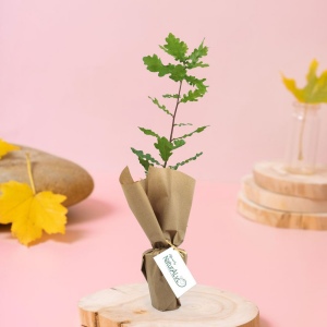 Arbre pot fibre de bois feuillus