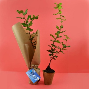 Arbre pot fibre de bois prestige