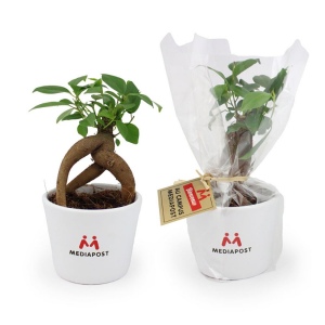 Plante prestige pot 9cm 2