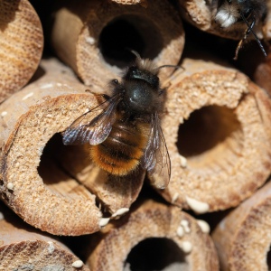 Hôtel pour insectes en bois LUDOVICA 4