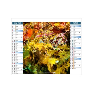 2EN1 - MIMETISME 2026 - XXL 474 x 700 mm - MARQUAGE QUADRI 2