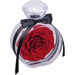 Rose conservée MARCELLA 2