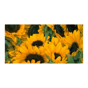 Sproutworld Unsharpened Pencil & Header Card crayon non taillé 18