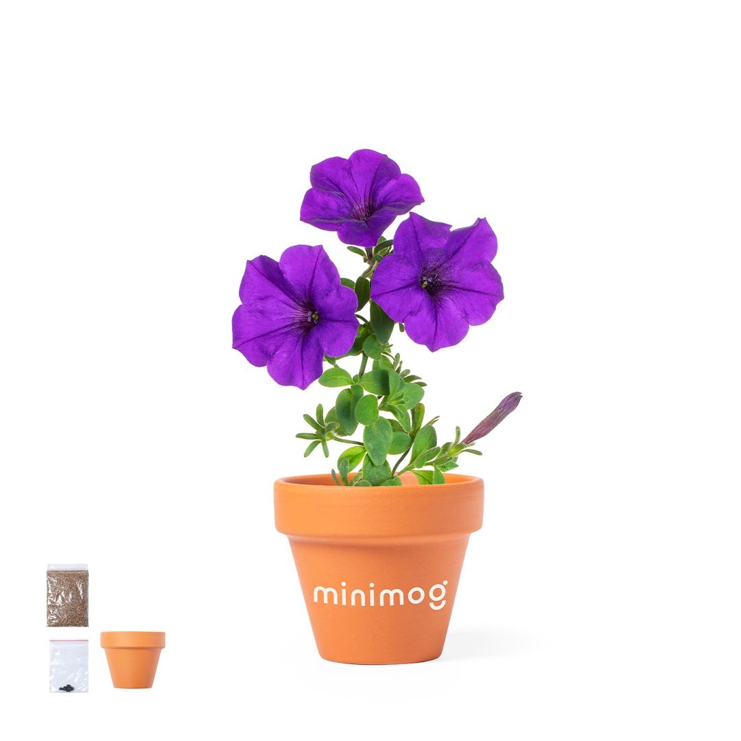 Pot de Fleurs - Soltax