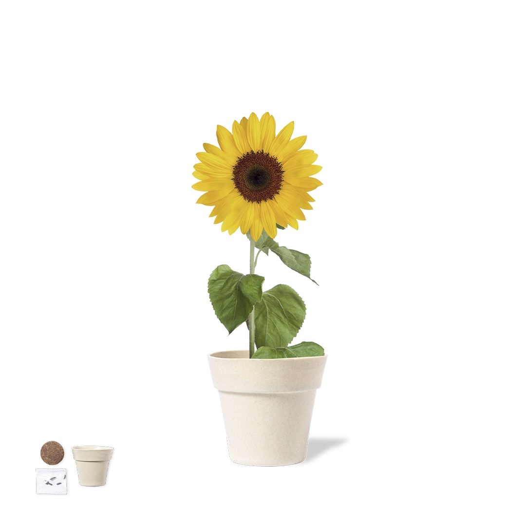 Pot de Fleurs - Tumil