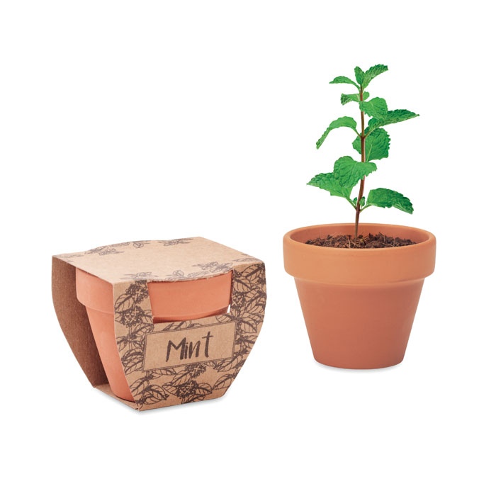 Pot avec graines de menthe - MINT POT