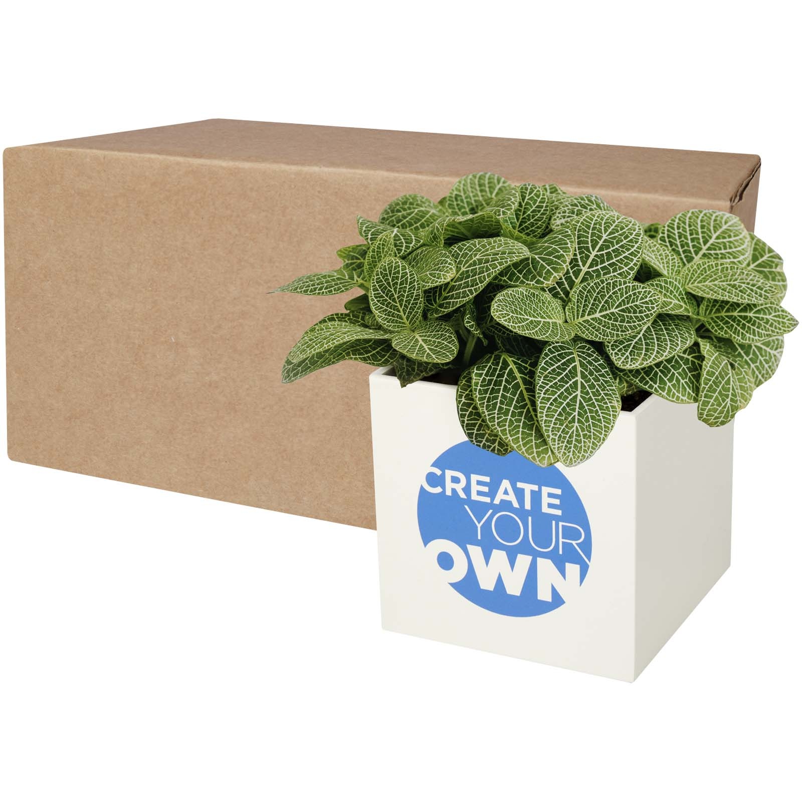 Pot en aluminium avec plante grasse Hey Pots