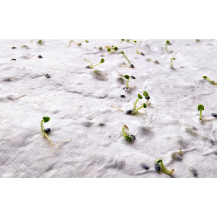 Papier A4 graines de fleurs - ASIDI 6