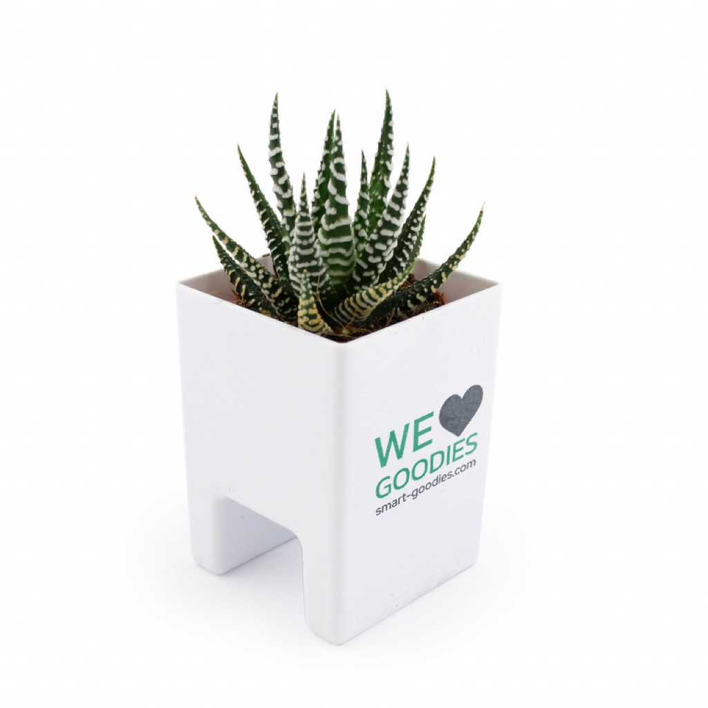 Mini plante dpolluante avec pot pour ordinateur