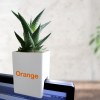 Mini plante dpolluante avec pot pour ordinateur