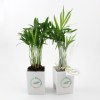Mini plante dpolluante avec pot pour ordinateur