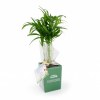 Mini plante dpolluante avec pot pour ordinateur