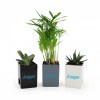 Mini plante dpolluante avec pot pour ordinateur