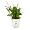 Plante pot zinc 15cm