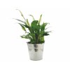 Plante pot zinc 15cm