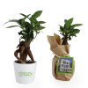 Ficus ginseng en pot 7cm - SMALL